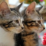 Profile picture of Jennifer